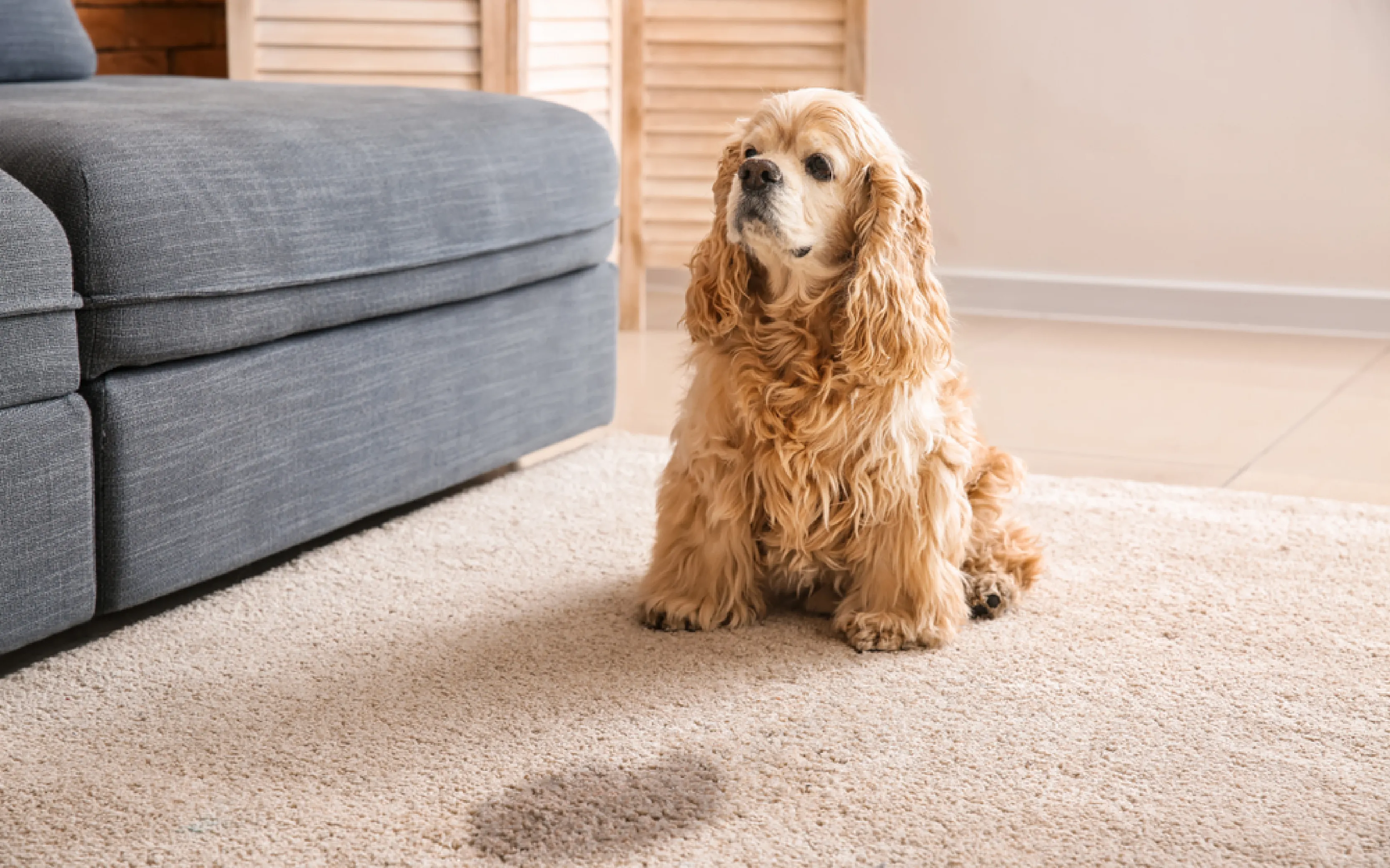 carpet cleaners in Brooklyn, carpet cleaning in Brooklyn, carpet cleaning bkln, carpet cleaners in brooklyn,  commercial carpet cleaning, commercial carpet cleaning in brooklyn,carpet cleaning in brooklyn,  brooklyn rug cleaners, rug cleaning services in brooklyn, same day carpet cleaning, same day rug cleaning